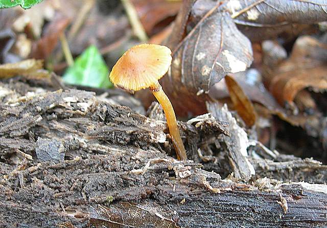 Alla ricerca della spugnola acuminata